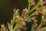 Hairy pinweed